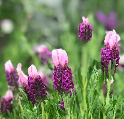 Lavender - Pink Queen