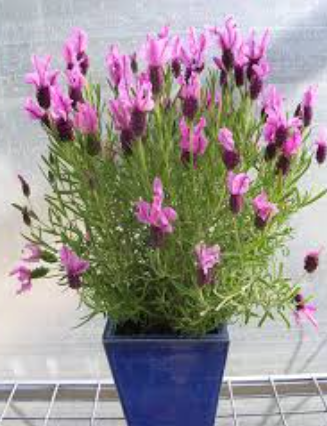 Lavender - Sensation Rose