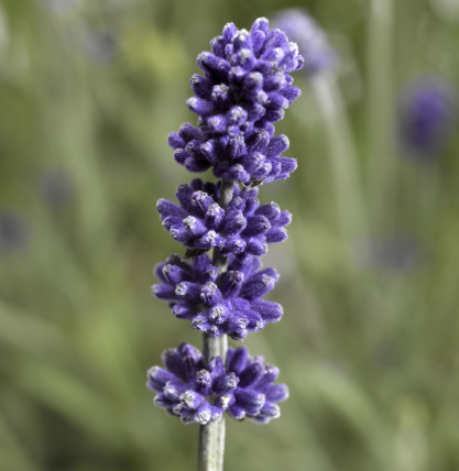 Lavender - Sentivia Early Blue