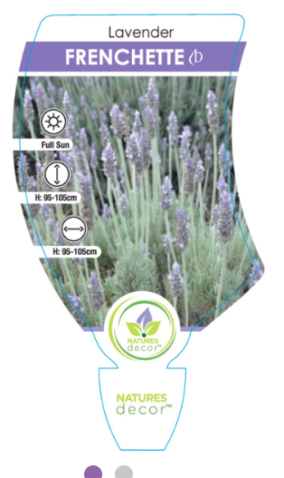 Lavender Frenchette