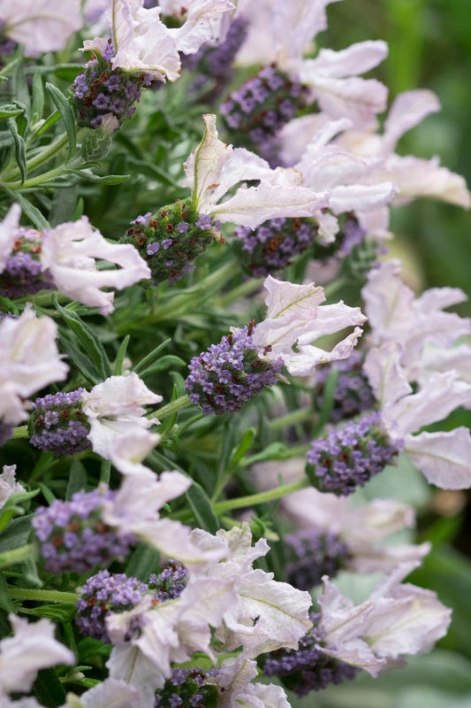 Lavender LAVINNOVA® ‘Blushberry Ruffles’