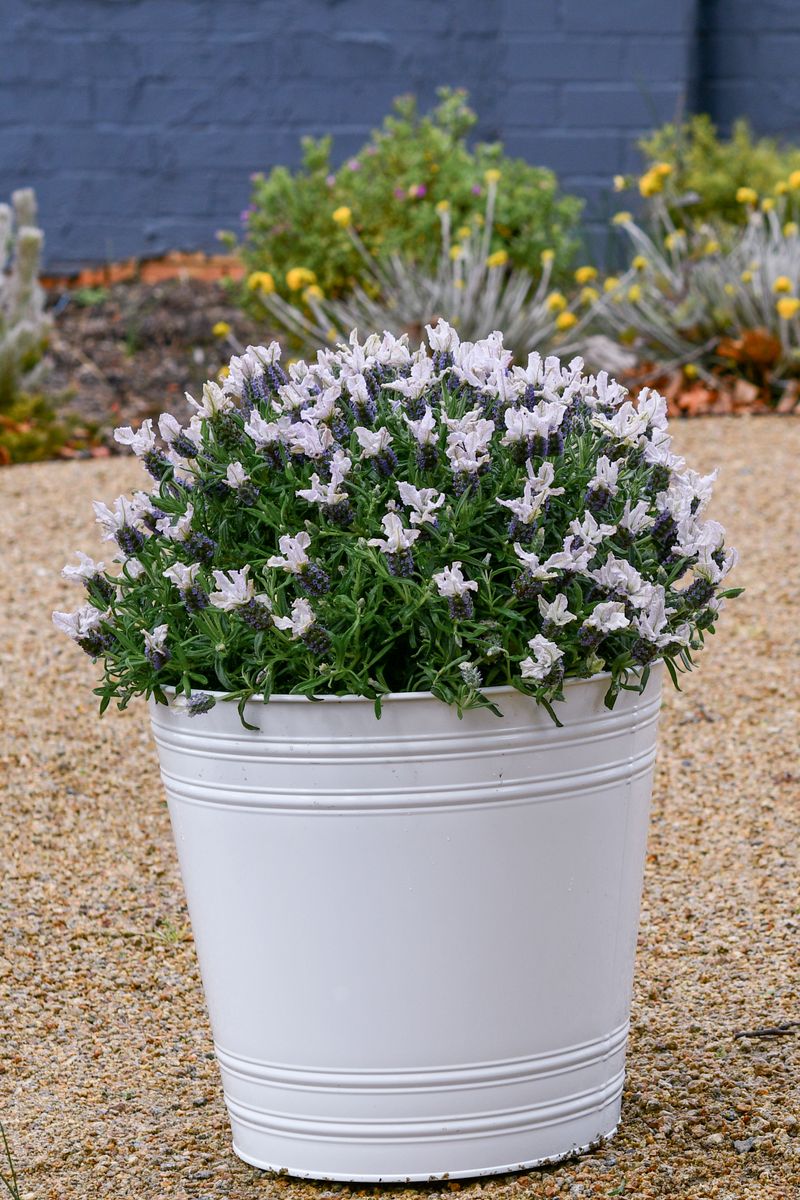 Lavender LAVINNOVA® ‘Blushberry Ruffles’