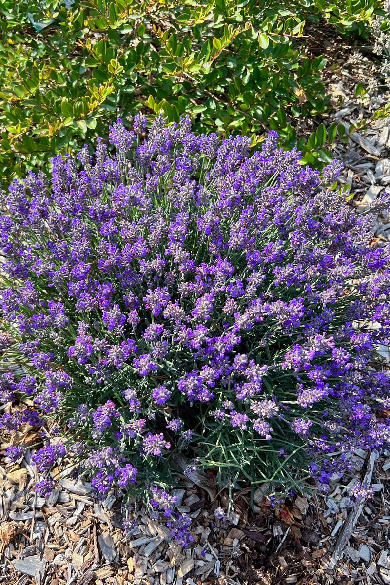 Lavender LAVINNOVA® ‘English Summer Beauty’