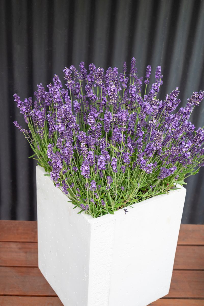Lavender LAVINNOVA® ‘English Summer Blue’