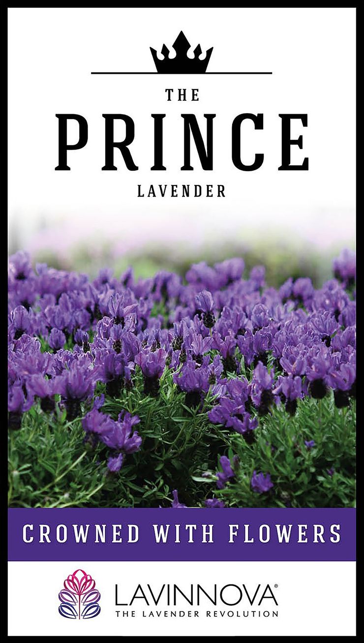 Lavender LAVINNOVA® ‘The Prince’
