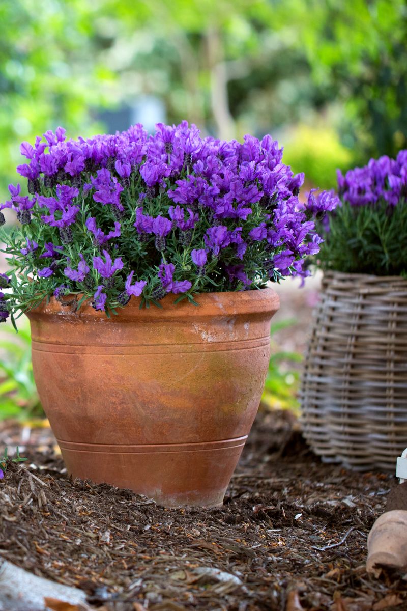 Lavender LAVINNOVA® ‘The Prince’