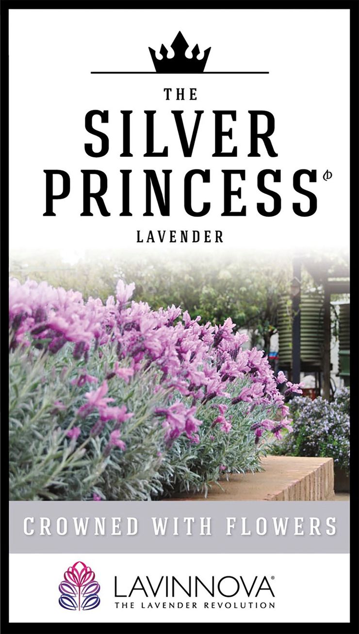 Lavender LAVINNOVA® ‘The Silver Princess’