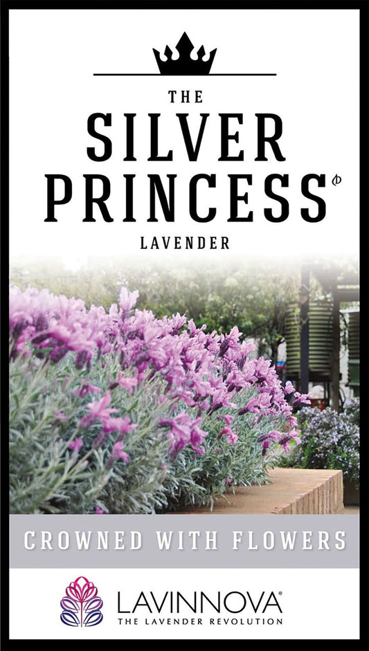 Lavender LAVINNOVA® ‘The Silver Princess’