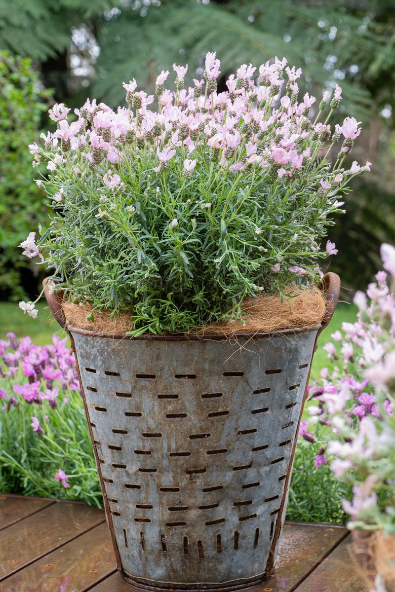 Lavender LAVINNOVA® 'Baby Pink Princess’