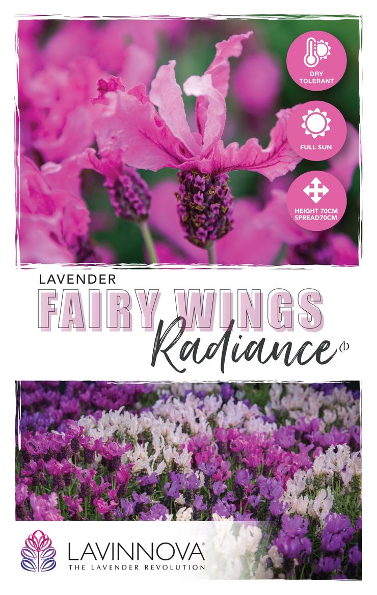 fairy wings lavender plant Lavender LAVINNOVA® 'Fairy Wings Radiance' – The Plant Broker