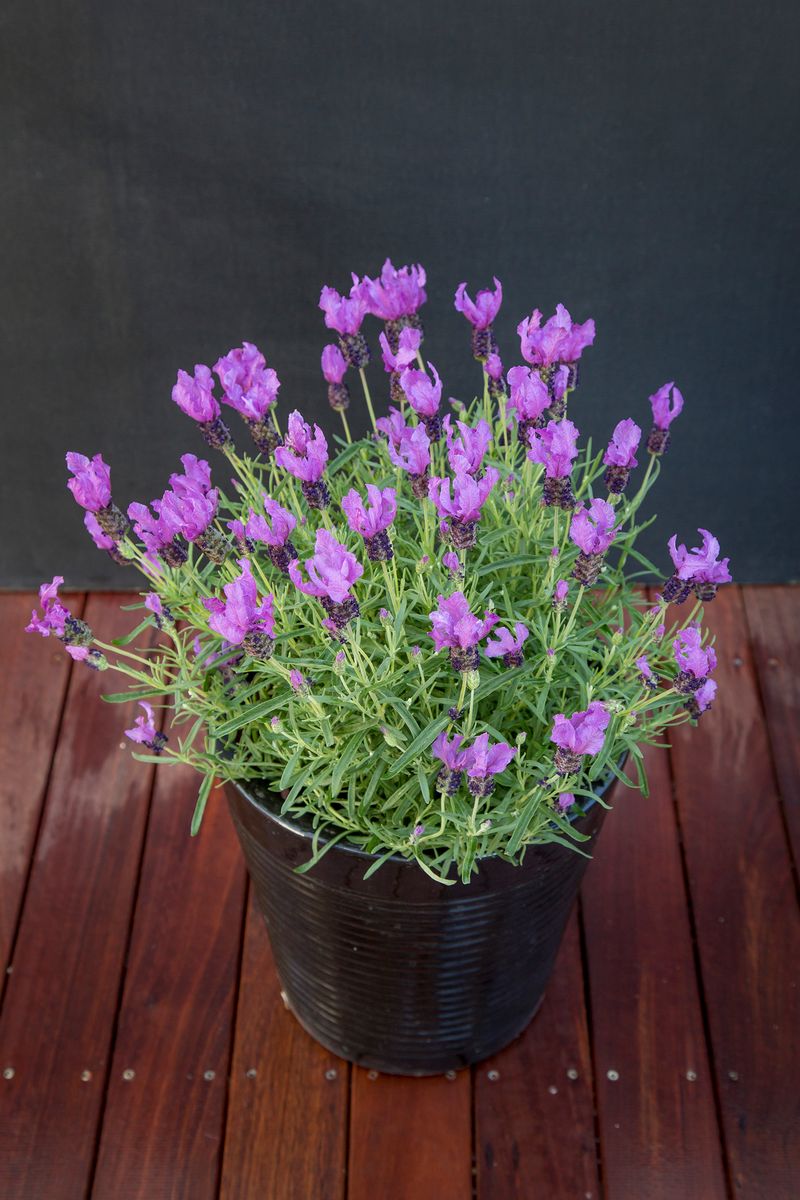 Lavender ‘LAVINNOVA® Fairy Wings Spellbound’