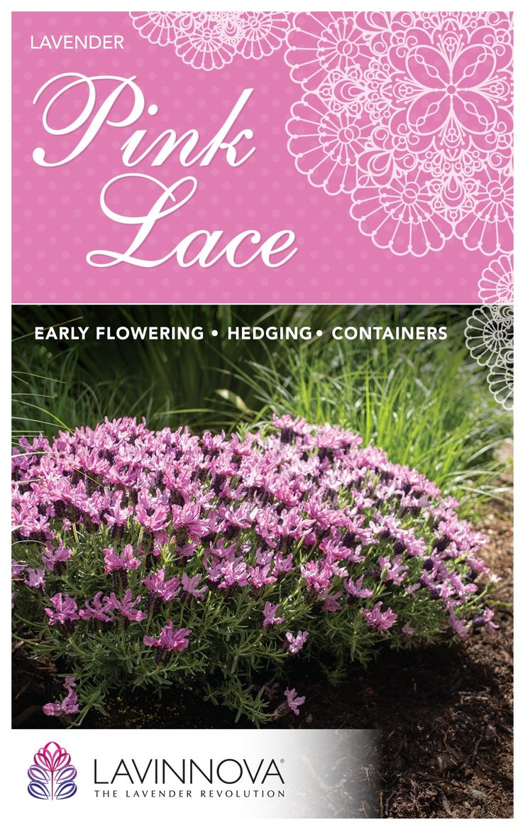 Lavender ‘LAVINNOVA® Pink Lace’