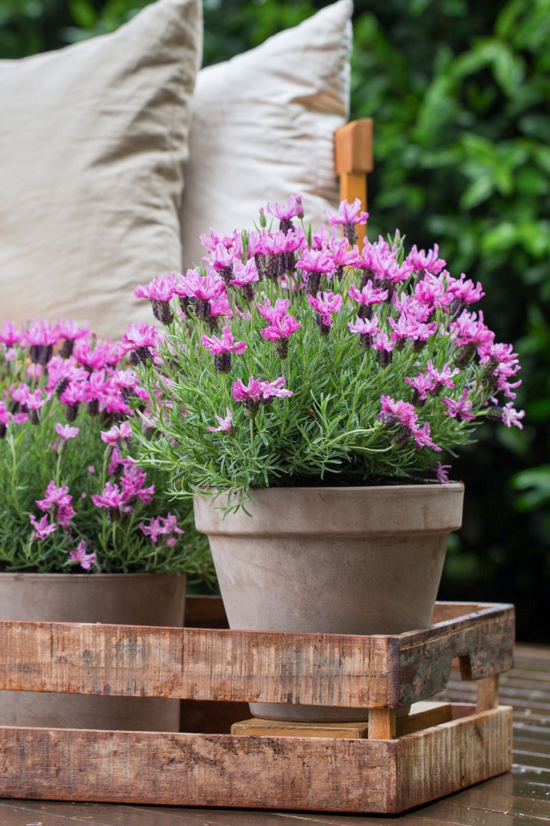 Lavender ‘LAVINNOVA® Pink Lace’