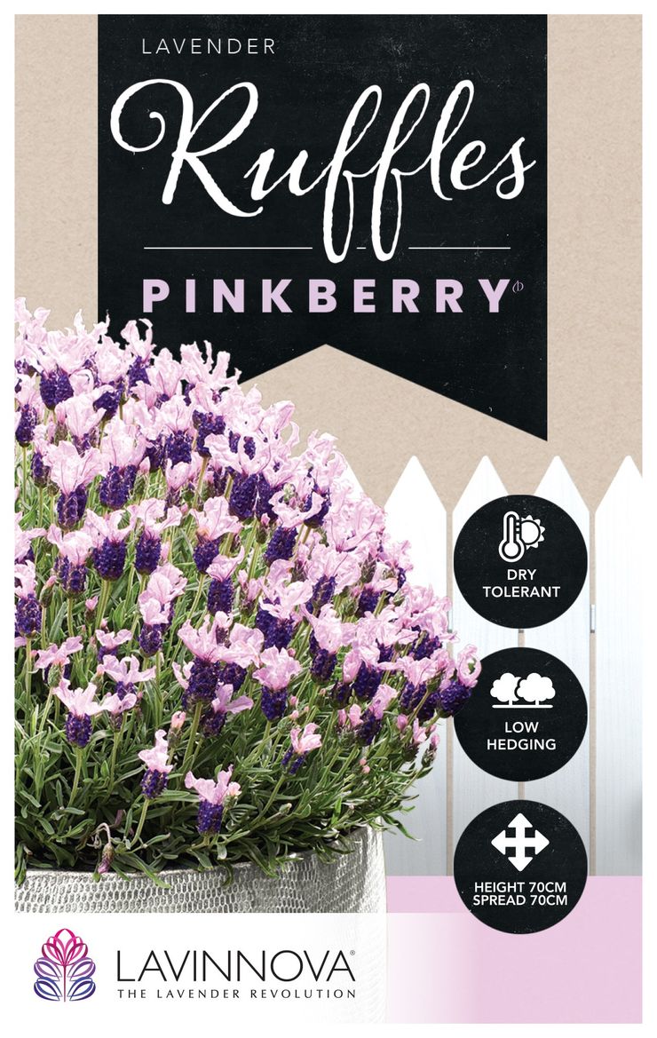 Lavender ‘LAVINNOVA® Pinkberry Ruffles’