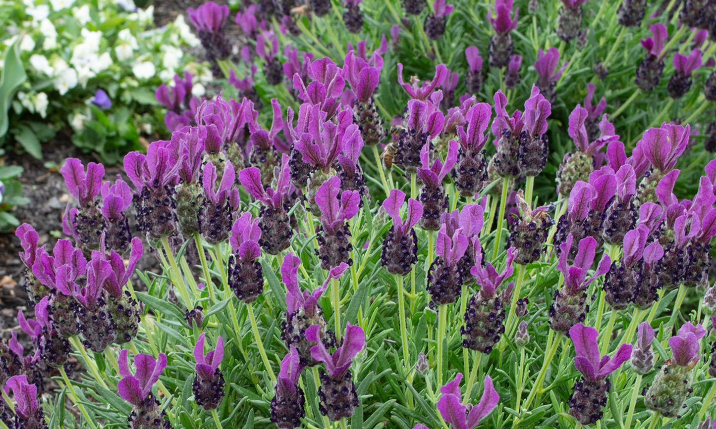 Lavender ‘LAVINNOVA® Plumberry Ruffles’