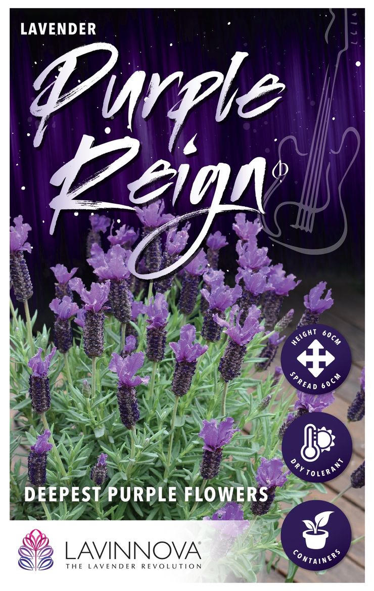 Lavender ‘LAVINNOVA® Purple Reign’