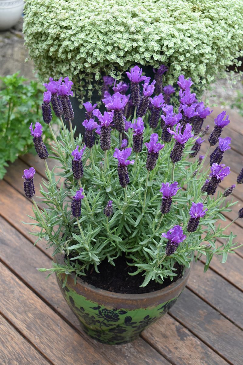 Lavender LAVINNOVA® 'Purple Reign’