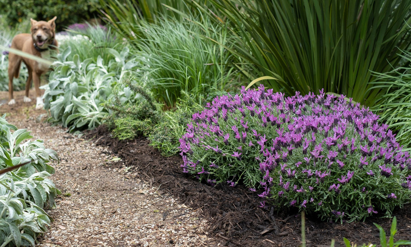 Lavender LAVINNOVA® 'Razzleberry Ruffles’