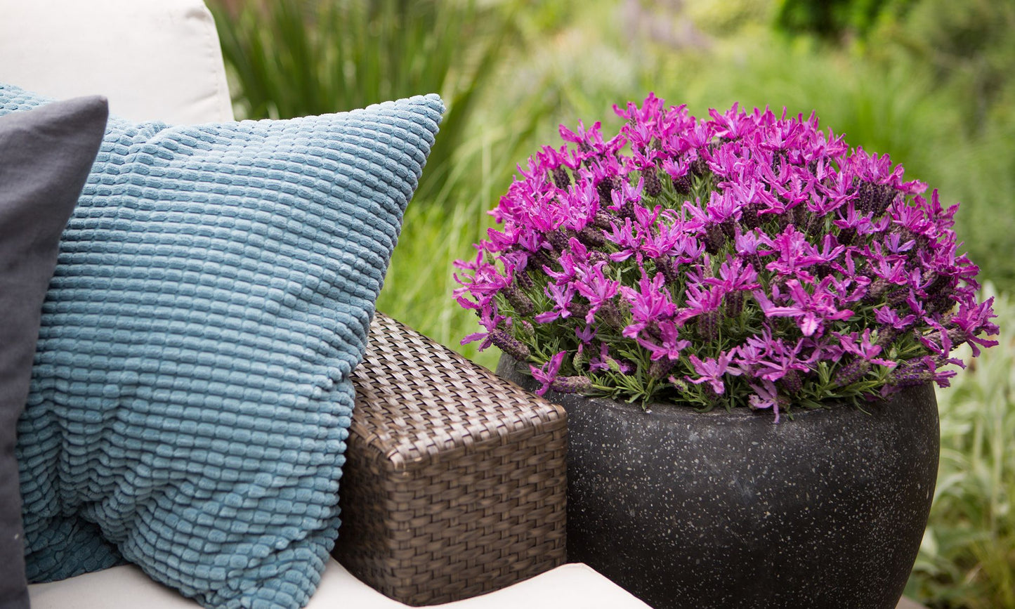 Lavender LAVINNOVA® 'Roseberry Ruffles’