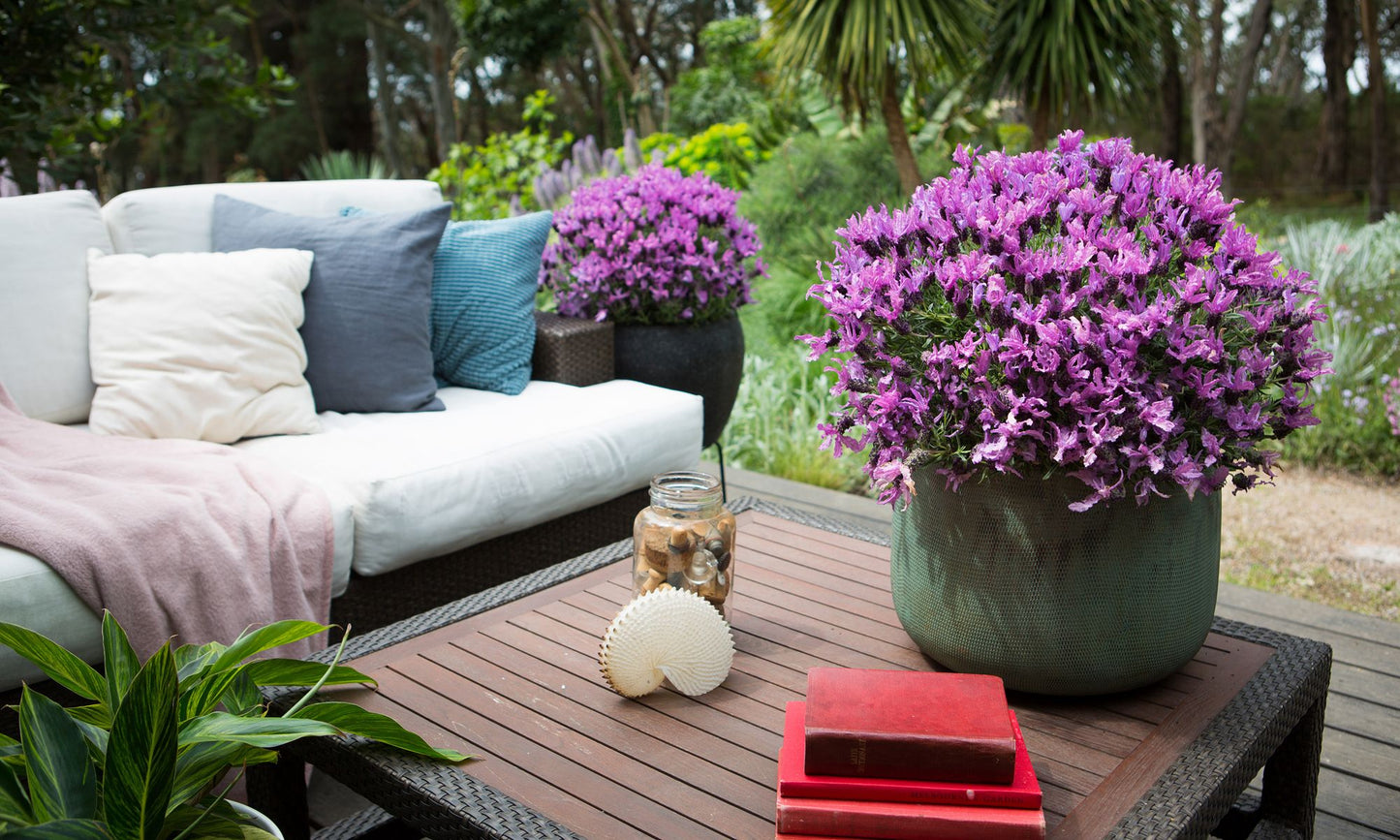 Lavender LAVINNOVA® 'The Queen’