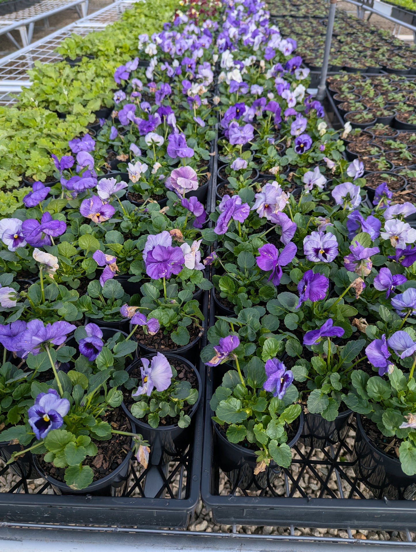 Pansy spp. Lavender Shades