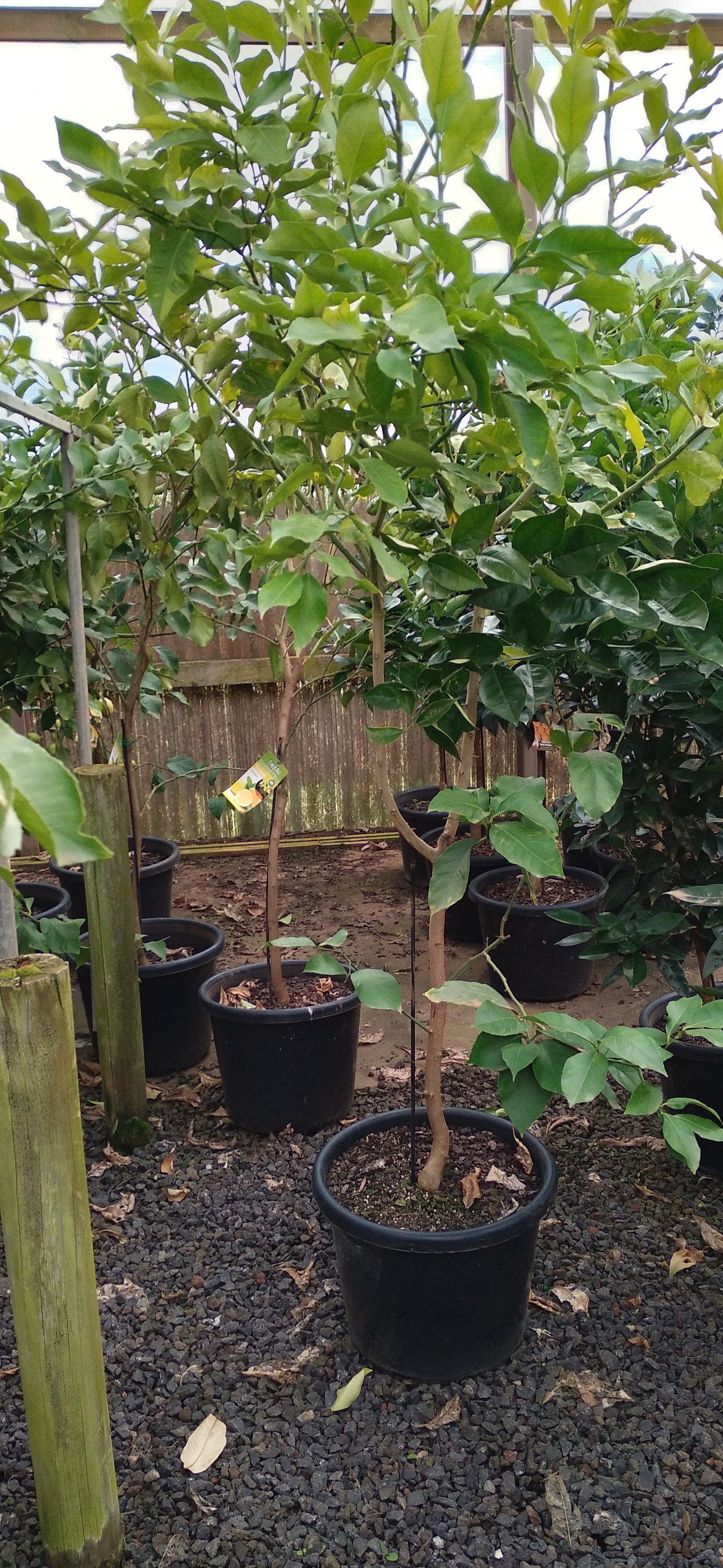Citrus - Lemon Eureka Dwarf