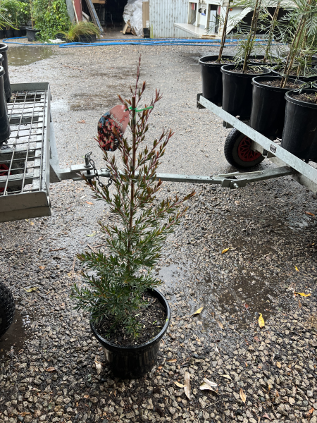 Leptospermum Rudolph