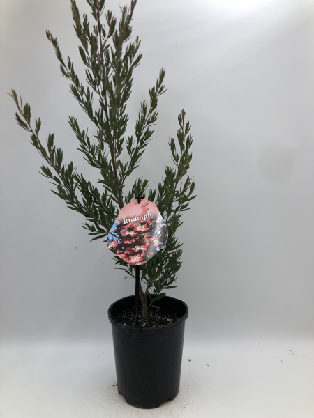 Leptospermum Rudolph