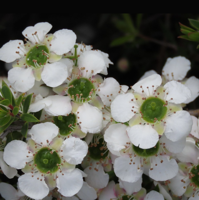 Leptospermum White Wave