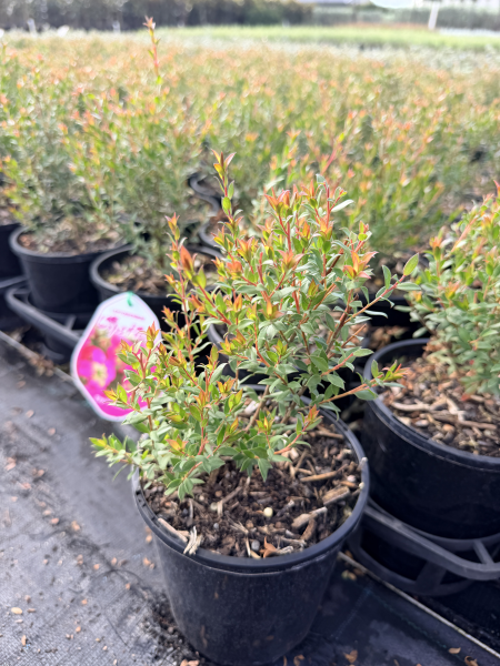 Leptospermum morrisonii Burgundy