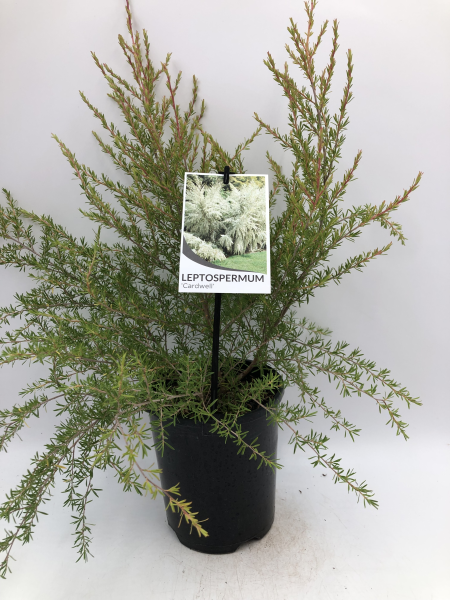 the plant broker