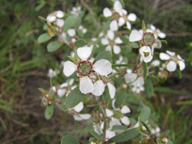 Leptospermum laevigatum