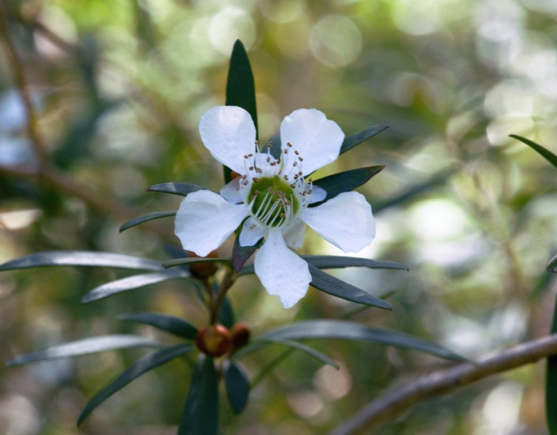 Leptospermum morrisonii Burgundy