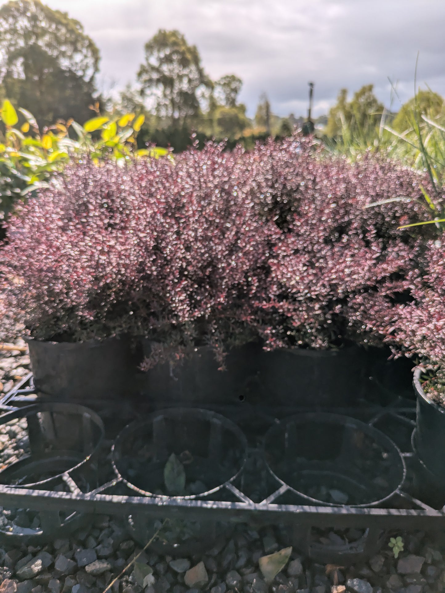 Leptospermum nanum rubrum