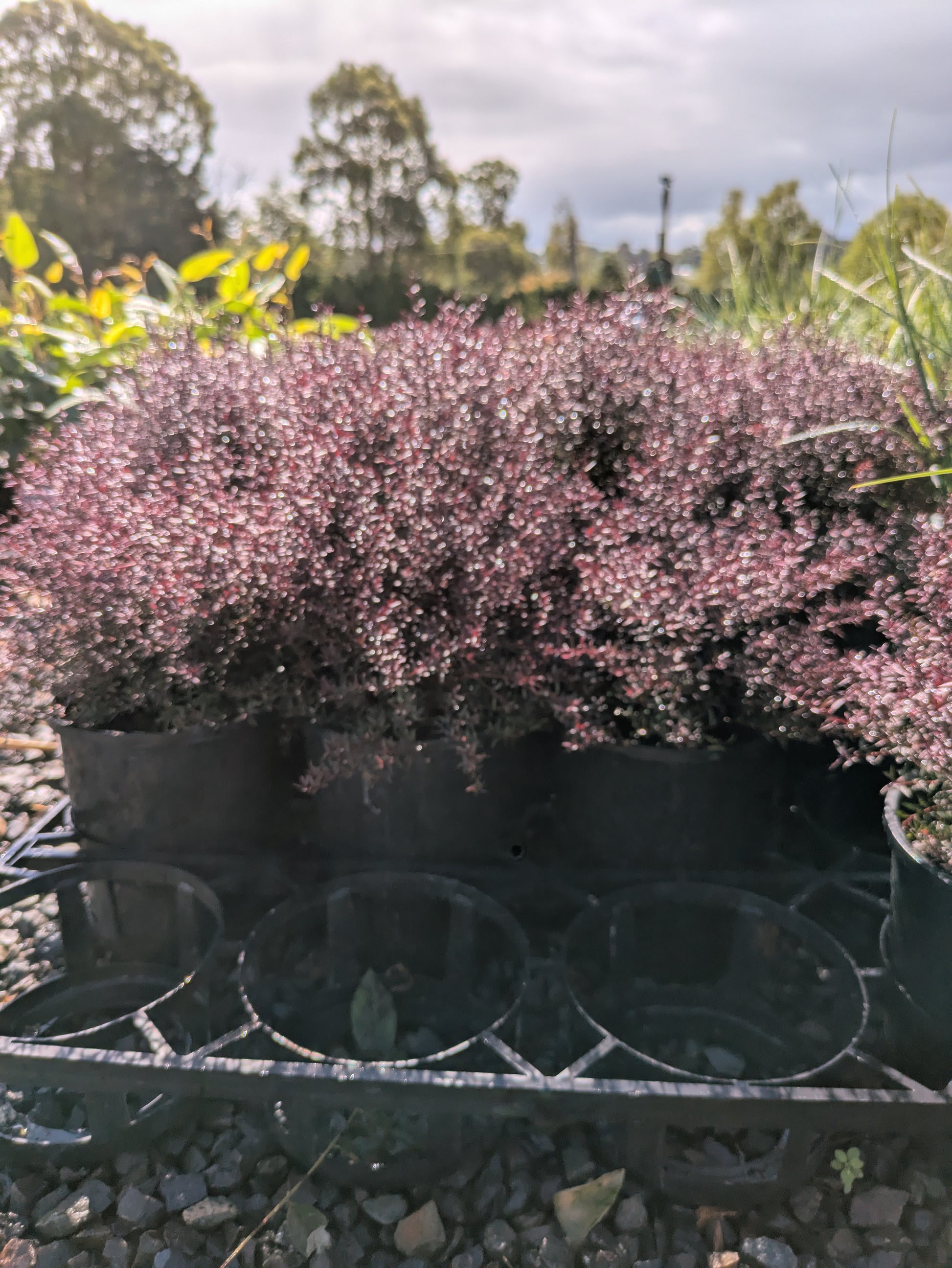 the plant broker