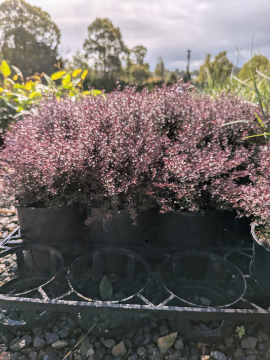 Leptospermum nanum rubrum