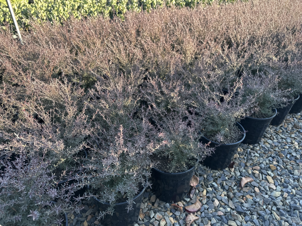 Leptospermum nanum rubrum