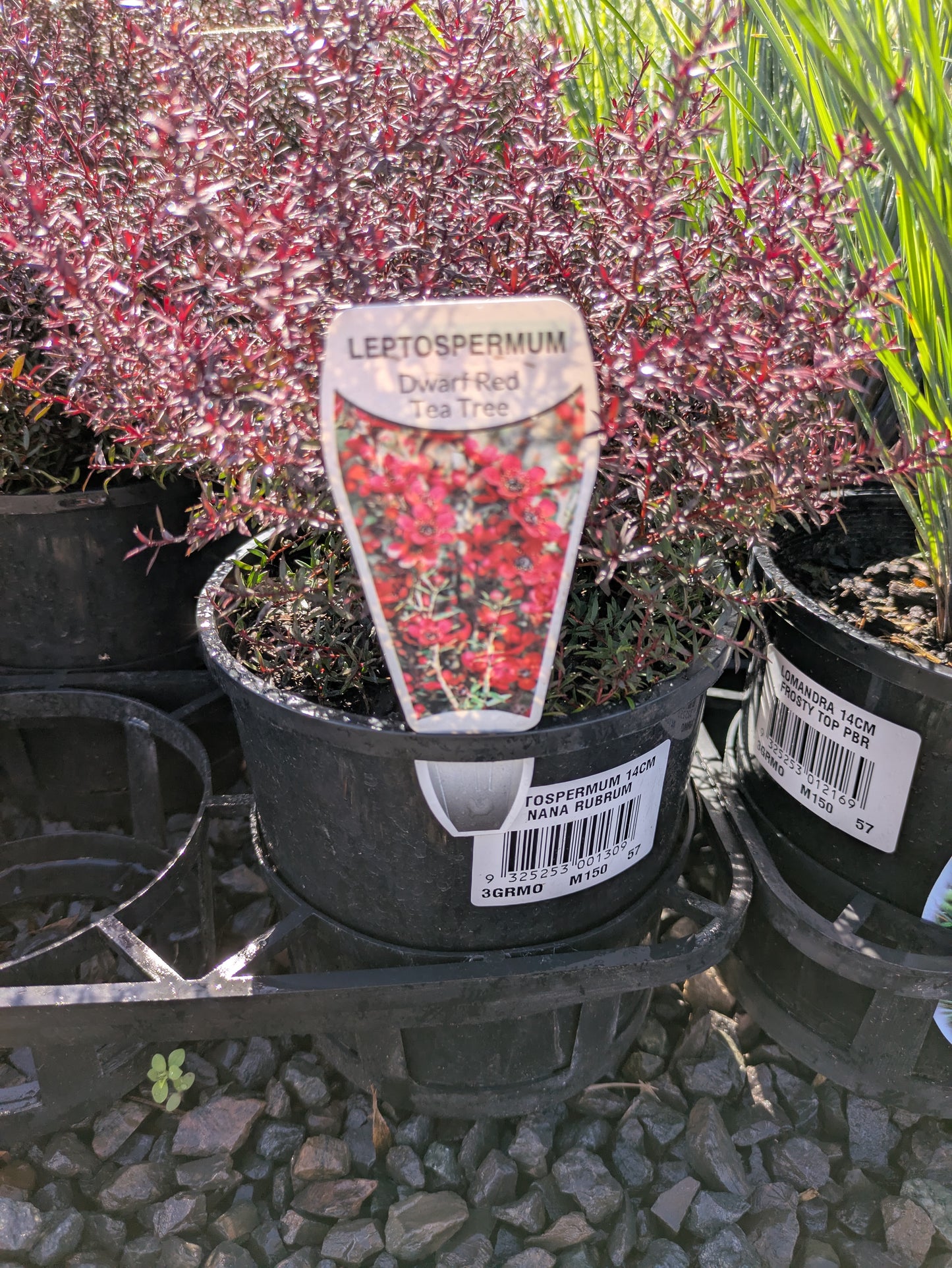 Leptospermum nanum rubrum