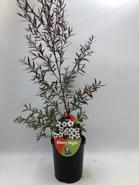 Leptospermum obovatum Starry Night