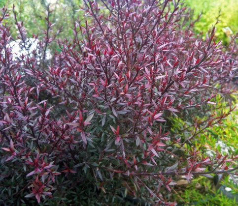 Leptospermum nanum rubrum