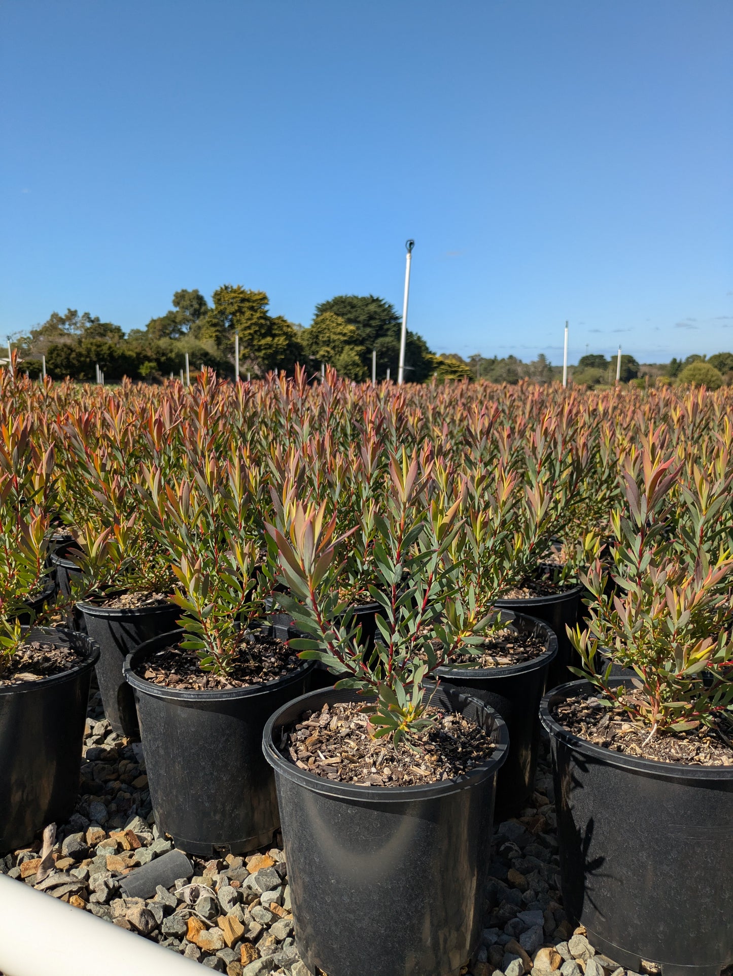 Leucadendron Jack Harre