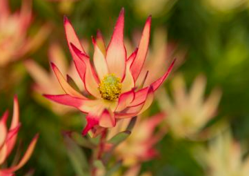 Leucadendron Jack Harre