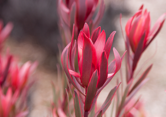 Leucadendron Jolly Joker