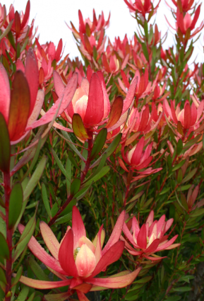 Leucadendron Safari Sunset