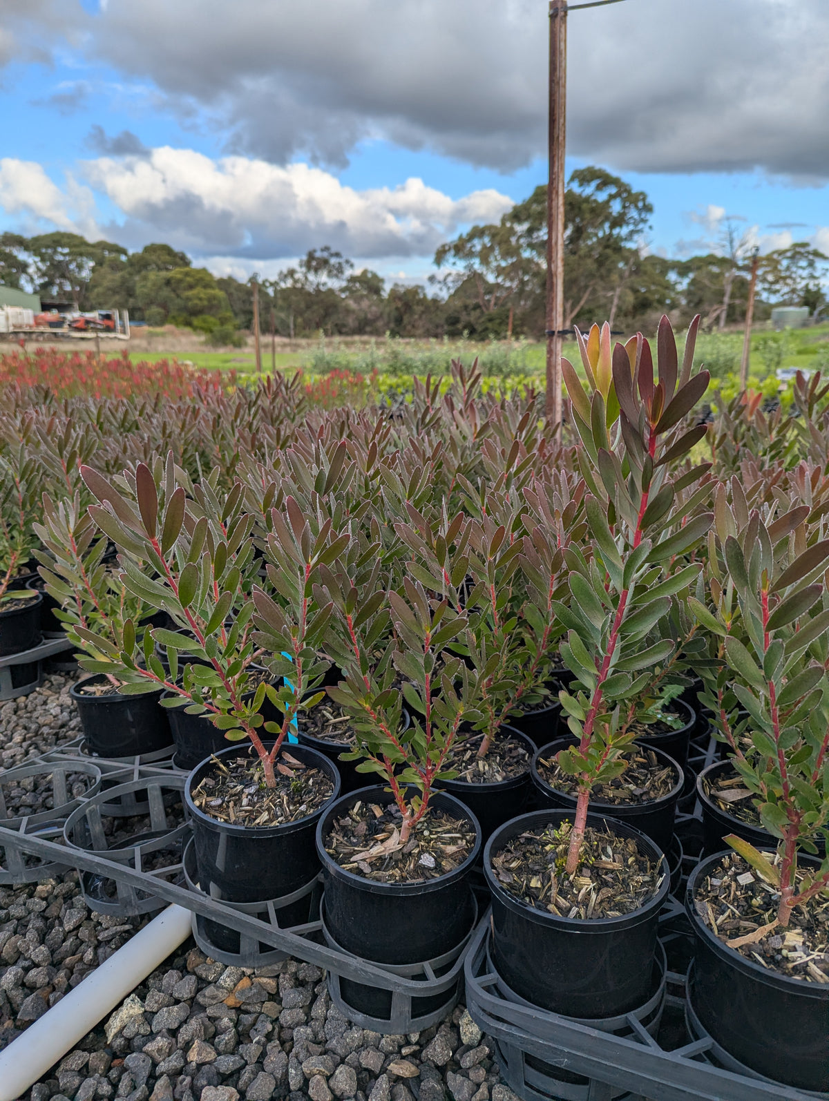 Leucadendron Safari Sunset