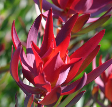 Leucadendron salignum Red Devil