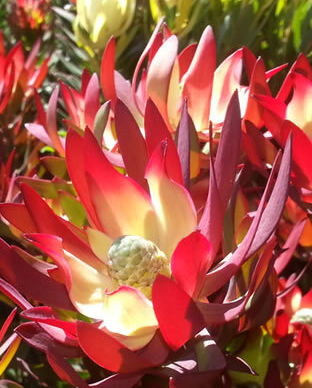 Leucadendron salignum Red Devil