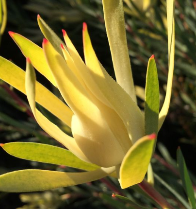 Leucadendron salignum Yellow Devil