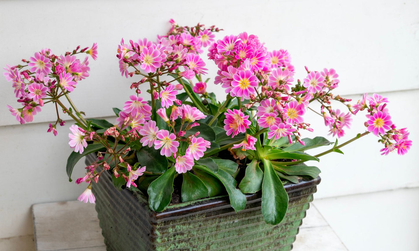 Lewisia ‘SAFIRA® Tropic Pink’