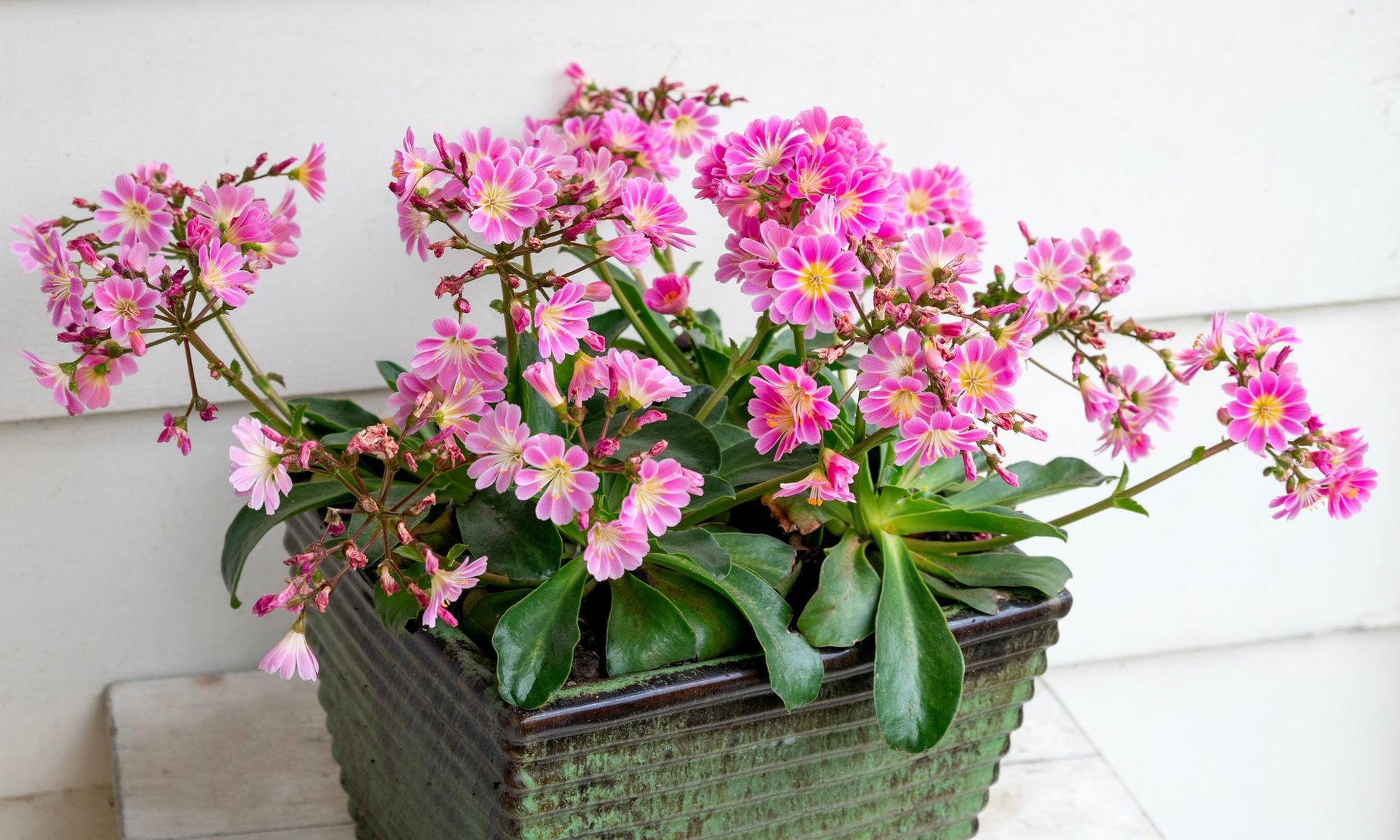 the plant broker